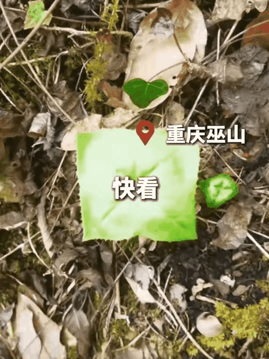 真是大千世界无奇不有啊！一名男子五一假期去重庆巫山爬山，爬到半山腰的时候低头一瞅
