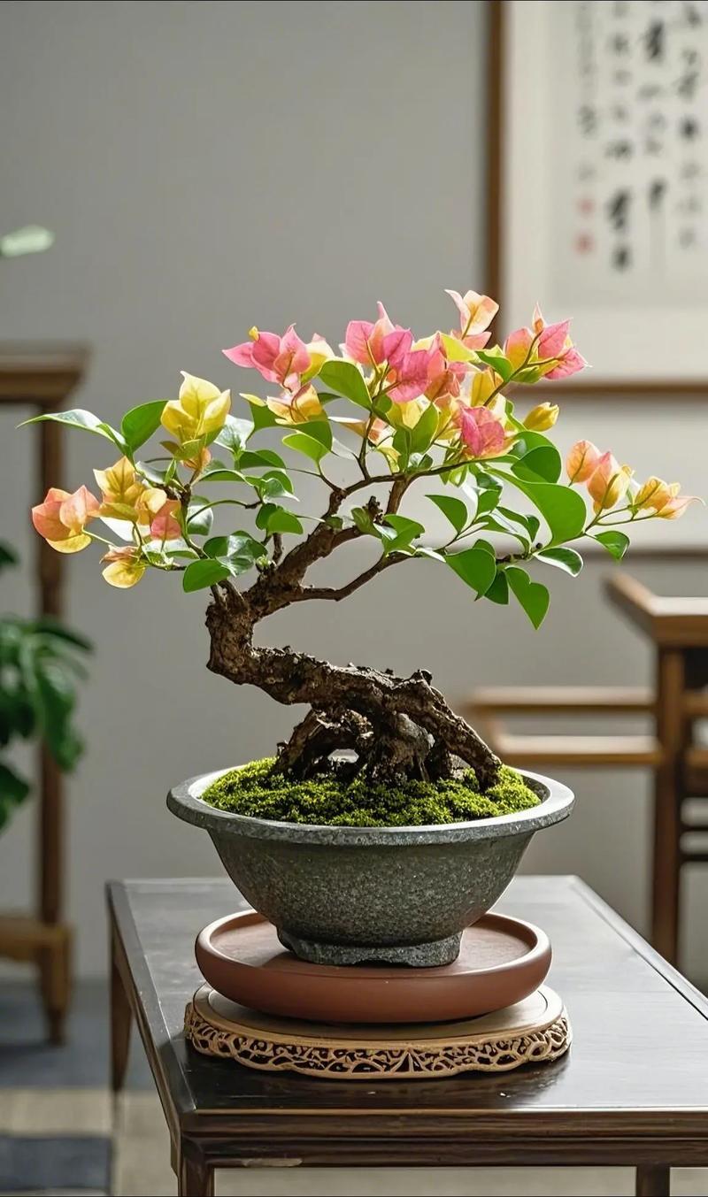 三角梅需要每年剪枝吗三角梅需每年修剪，促新枝、控株型、保花量。