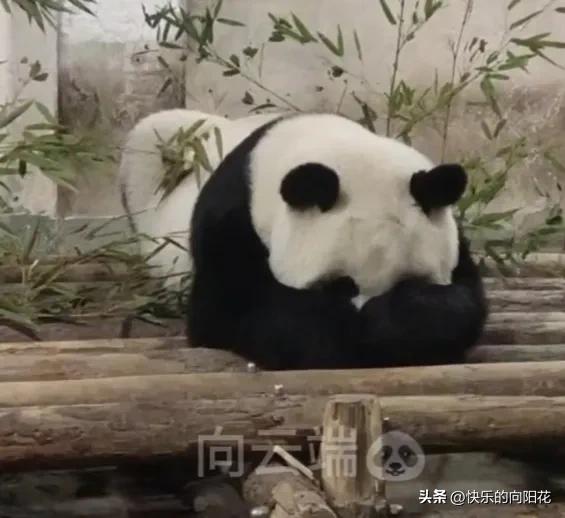 原来熊孩子也会吃醋生闷气呀！[呲牙]
   刷到震生两年多以前的视频:它静静地趴