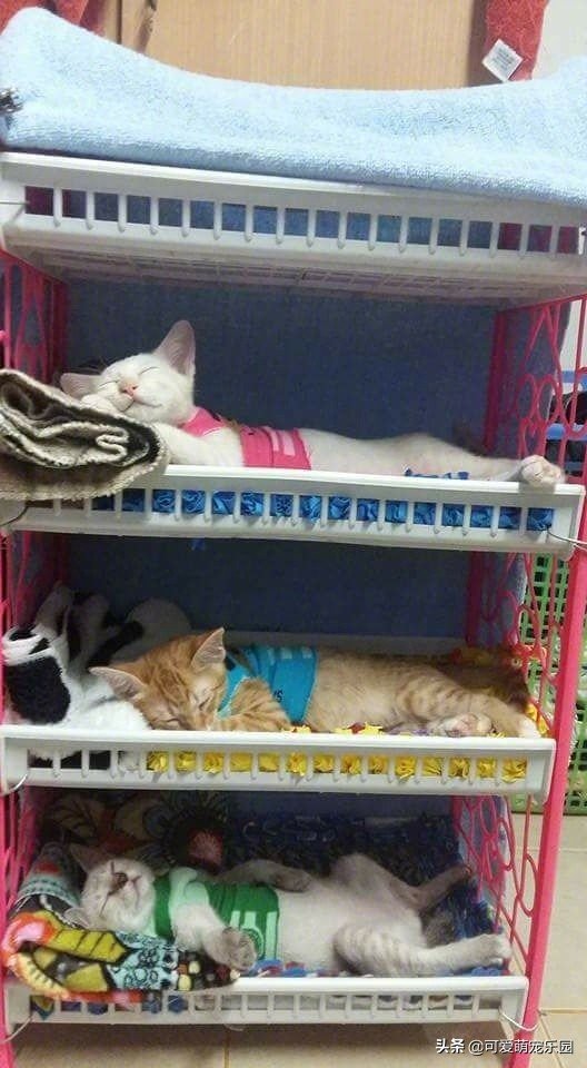 三只猫咪睡在主人为它们准备的迷你床，小日子真不错！