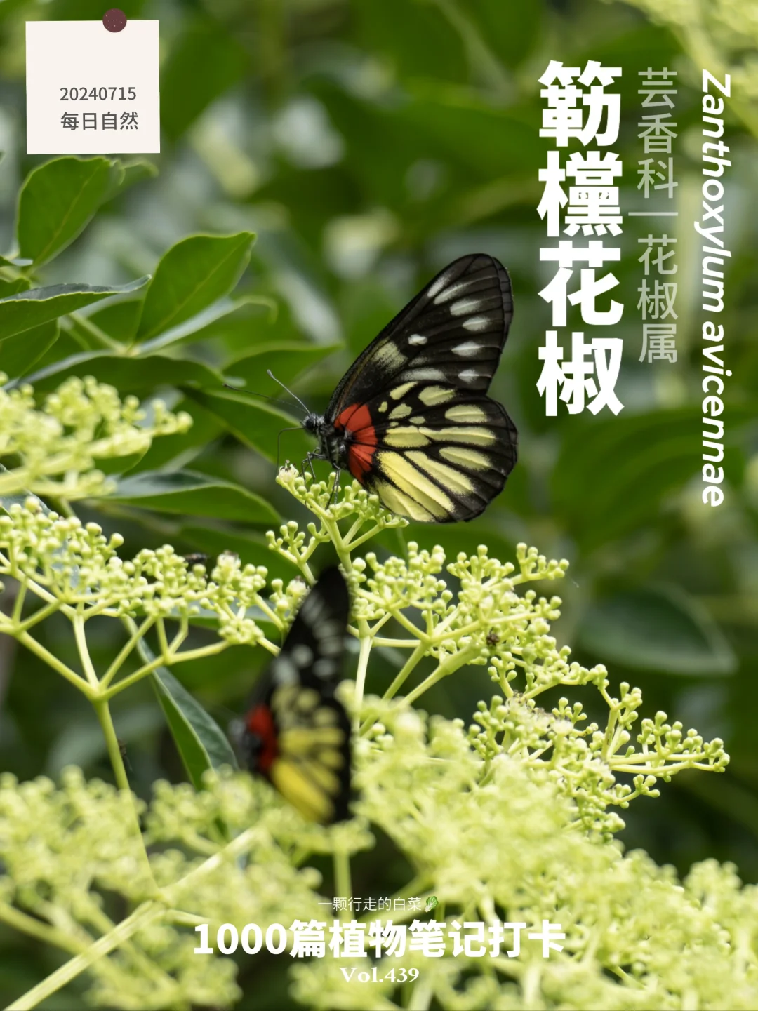 植物笔记439 | 左滑看看蝴蝶餐厅长啥样