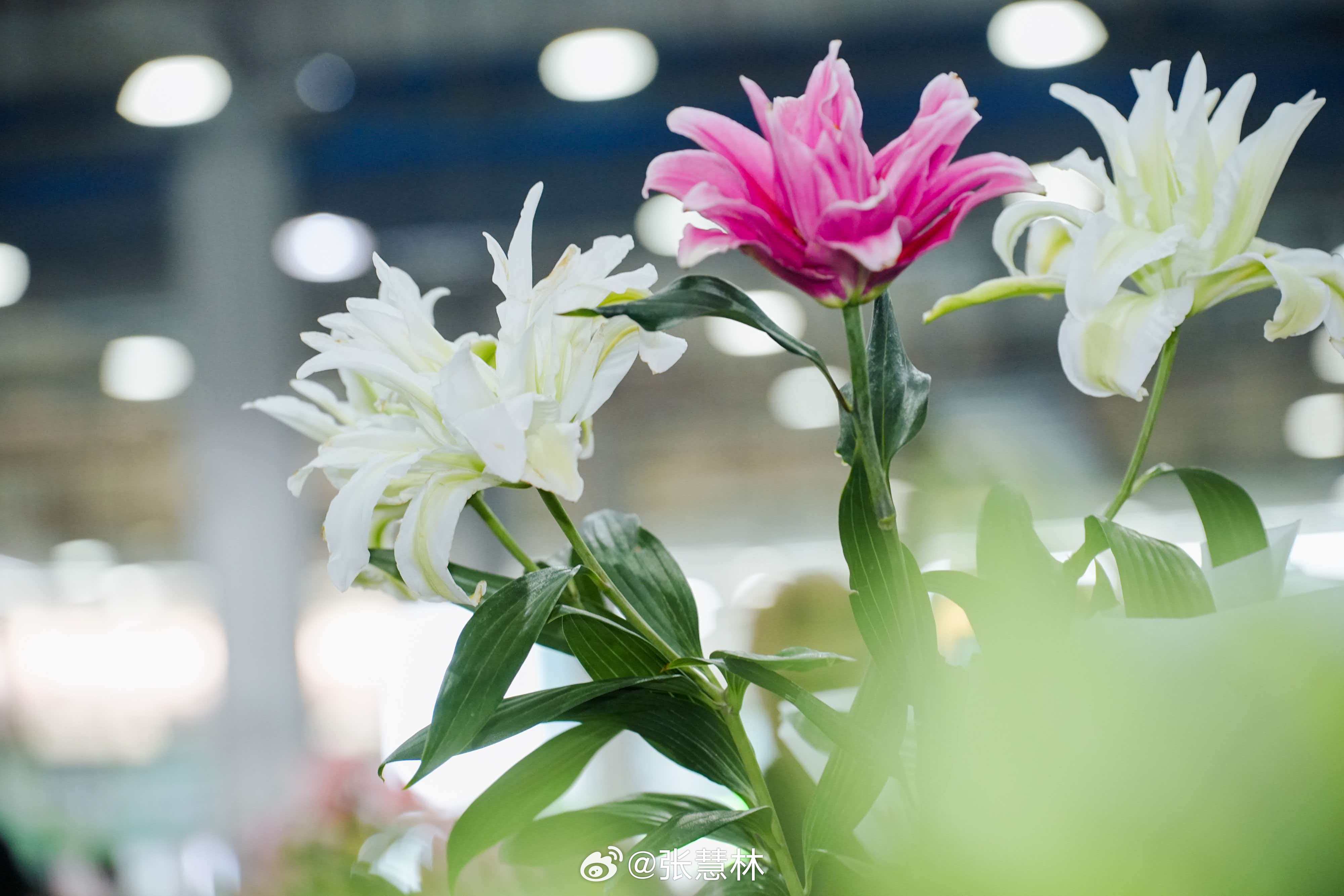 七彩云南万千气象昆明斗南花市坐落于呈贡区滇池东岸，凭借卓越的产业地位，斩获“亚洲