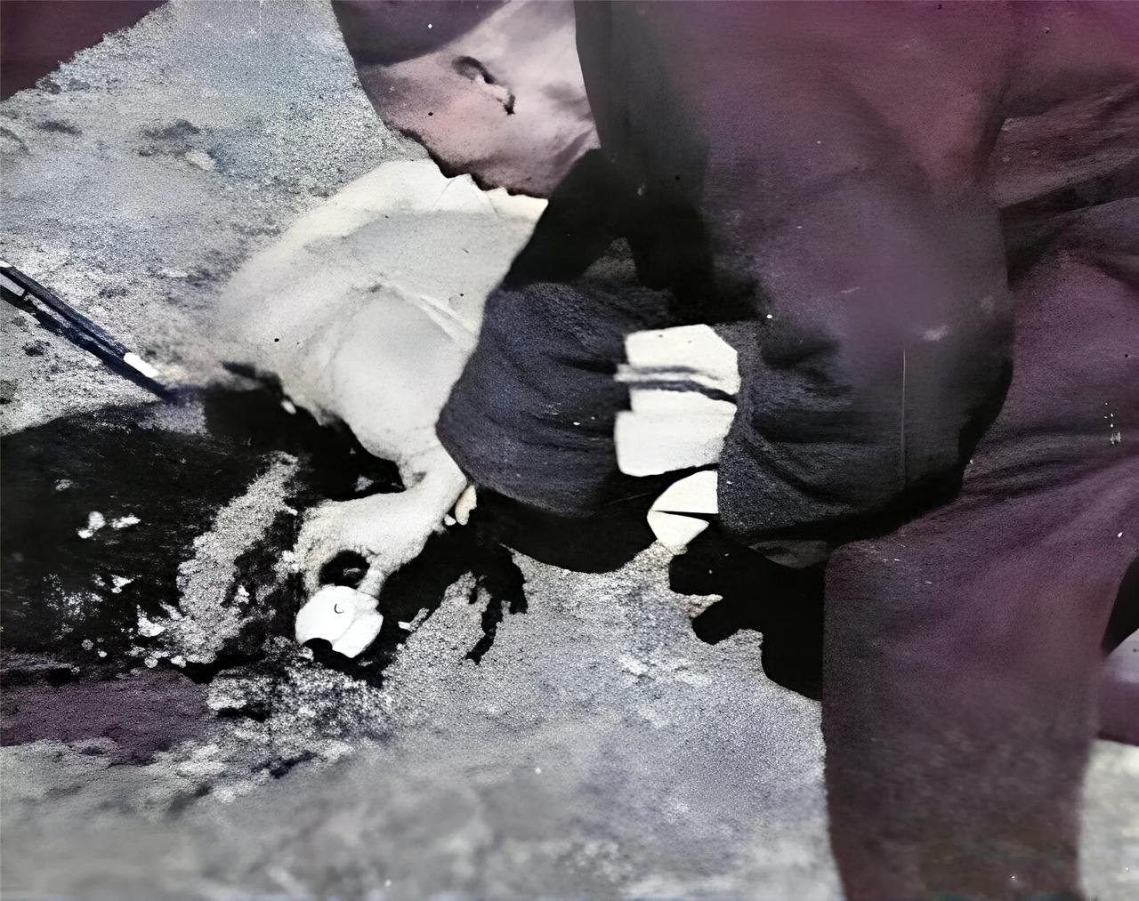 清末民初时期，这是鲁迅先生笔下，真实的蘸人血馒头的场景。

刑场上，一个犯人被斩