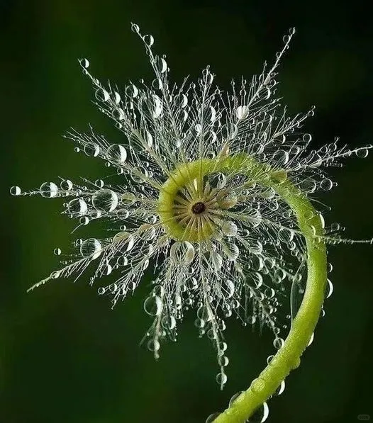 美图欣赏——蕨苗开屏 - 自然的优雅舞姿