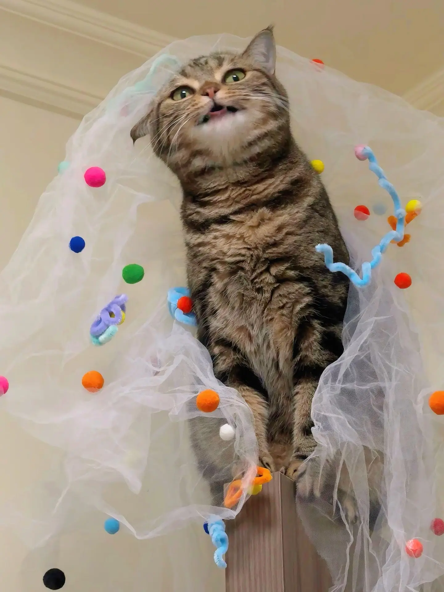这小猫咪怎么那么搞怪！！！这表情够我学好久的囖