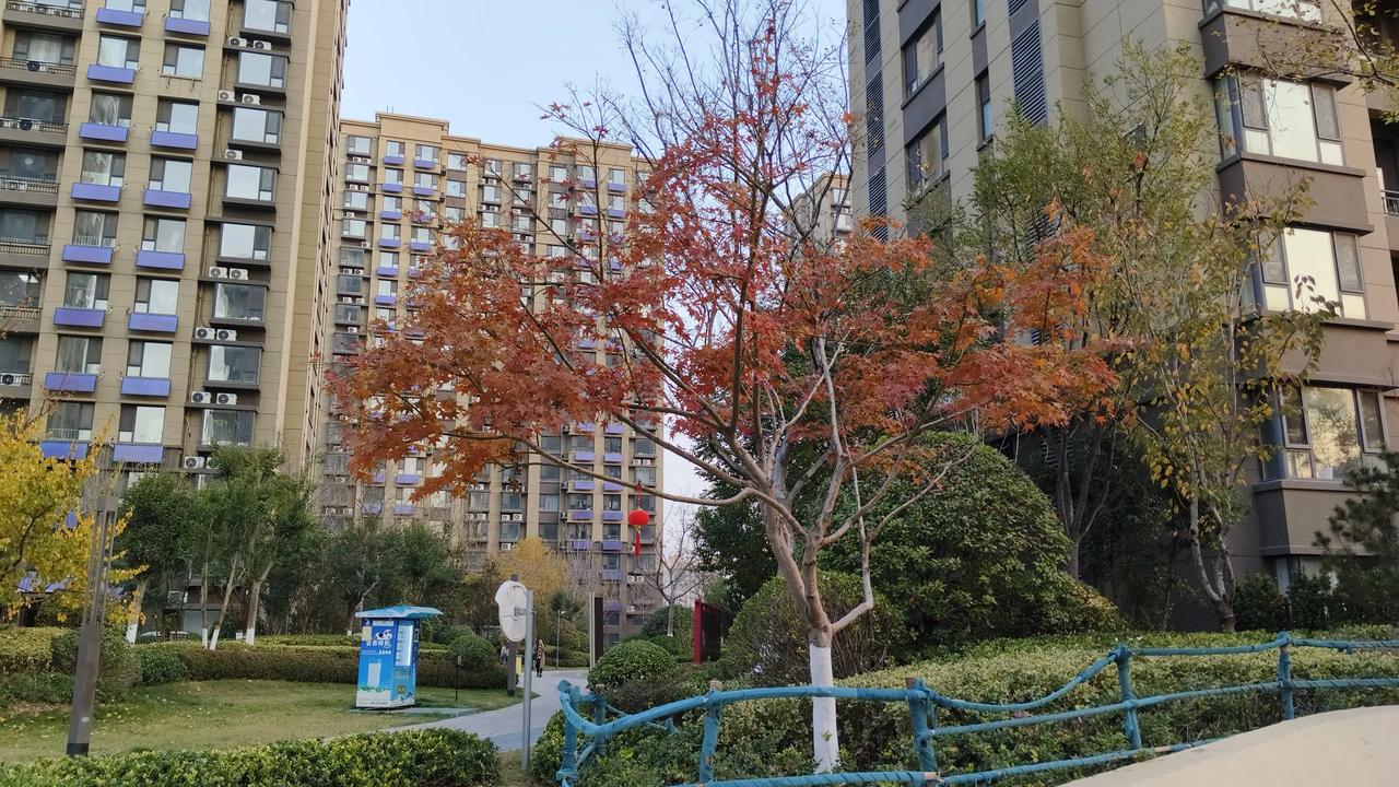 霜叶红于二月花，这就是了吧？