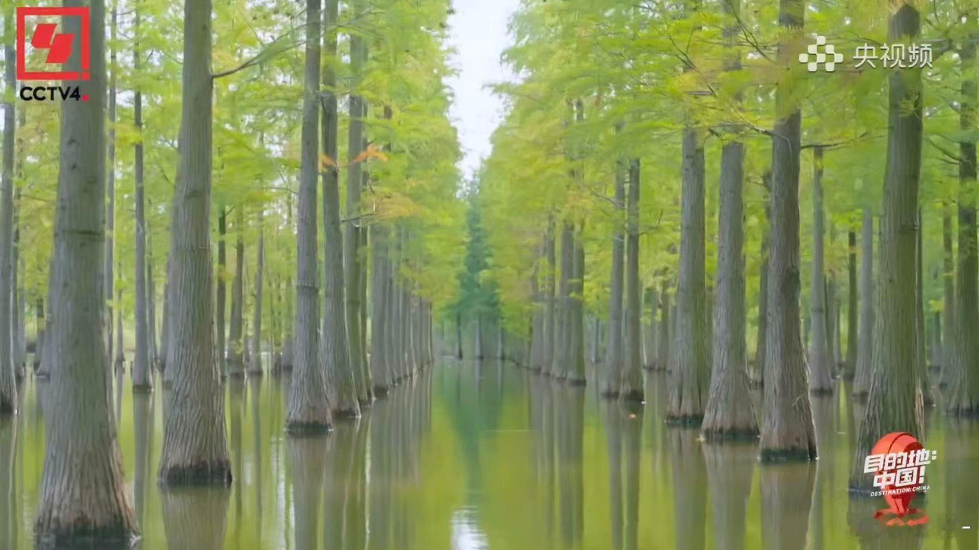 录综艺意外发现存活1亿年的物种 综艺里的意外之喜：找到了一亿年的“绿色恐龙”水杉