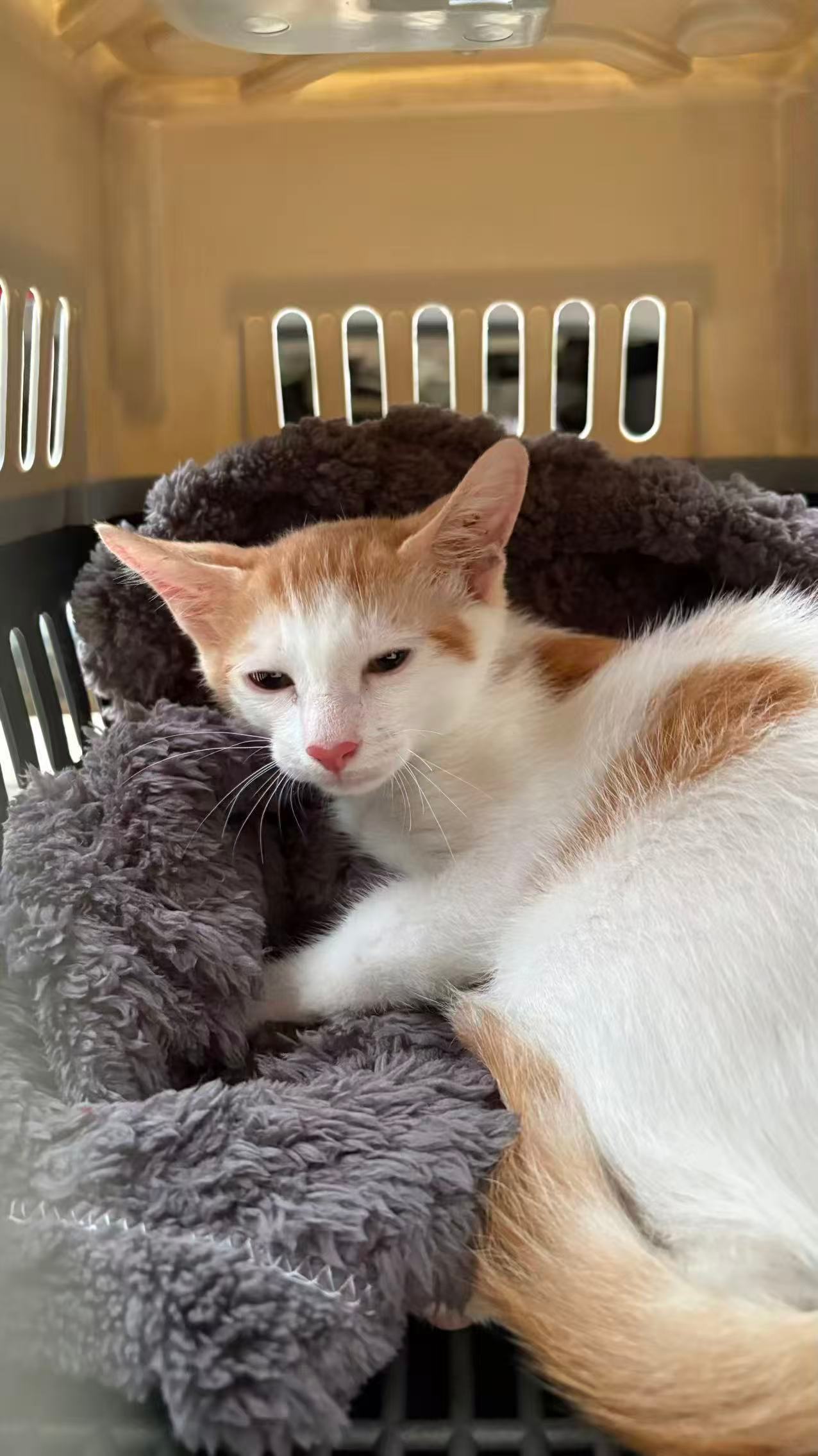 看到它，紧紧地抓着自己唯一的财产，灰灰破破的一张小毯子。。猫 