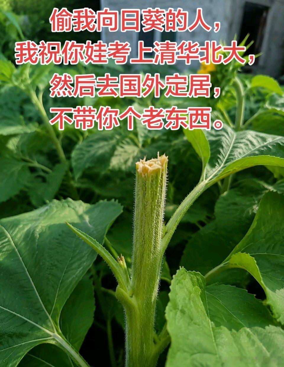 高考这个诅咒真恶毒又喜欢！ 