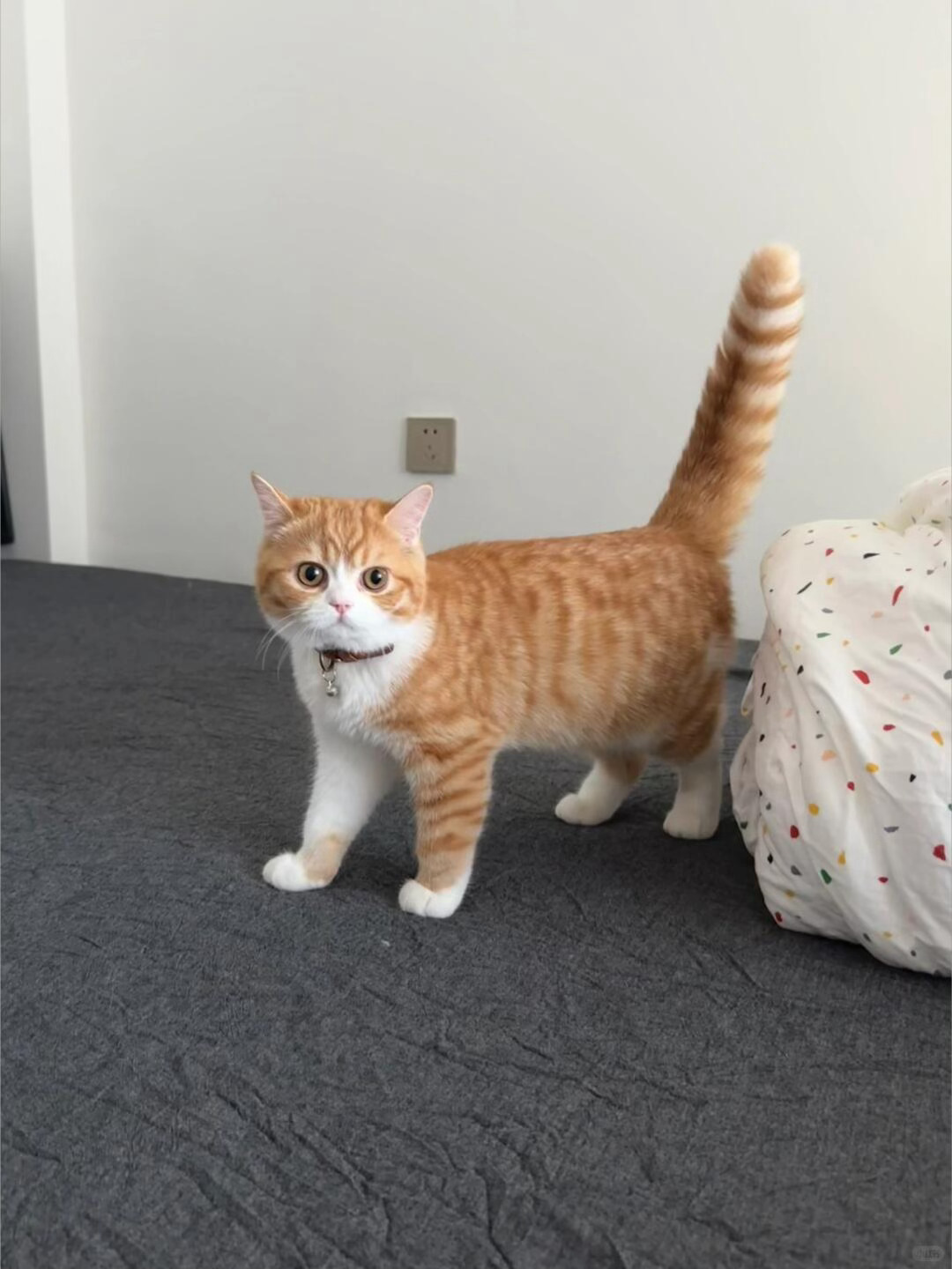 猫儿这个板正和emoji🐈简直一毛一样耶！！！ ​​​