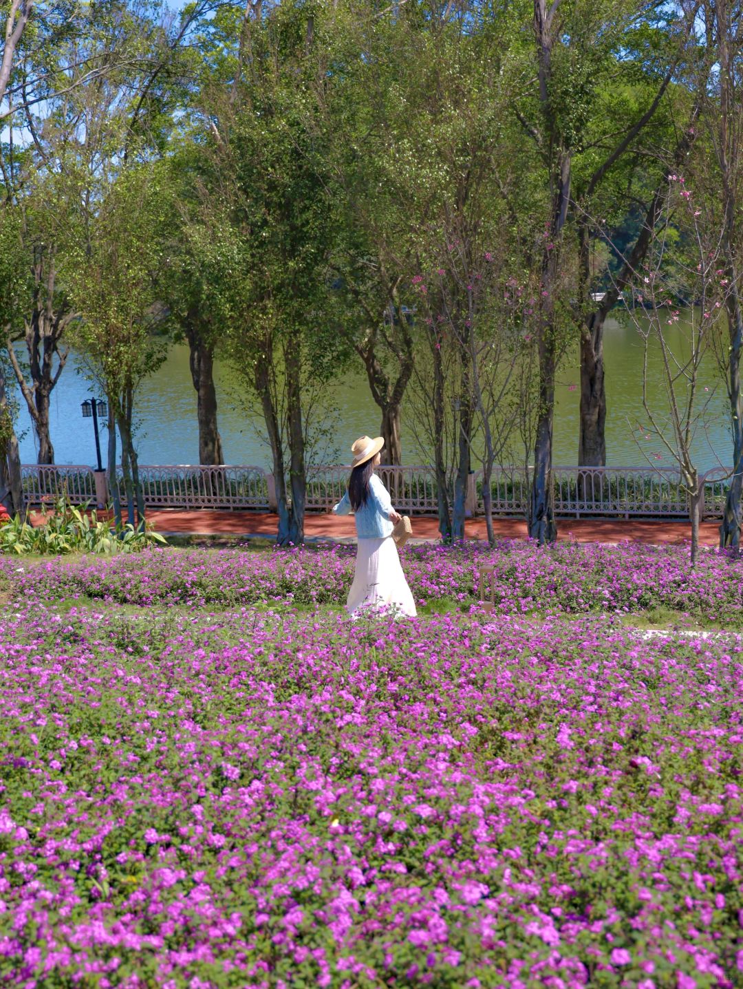 广州浪漫粉紫花海💜人少且免费‼️地铁直达🚇