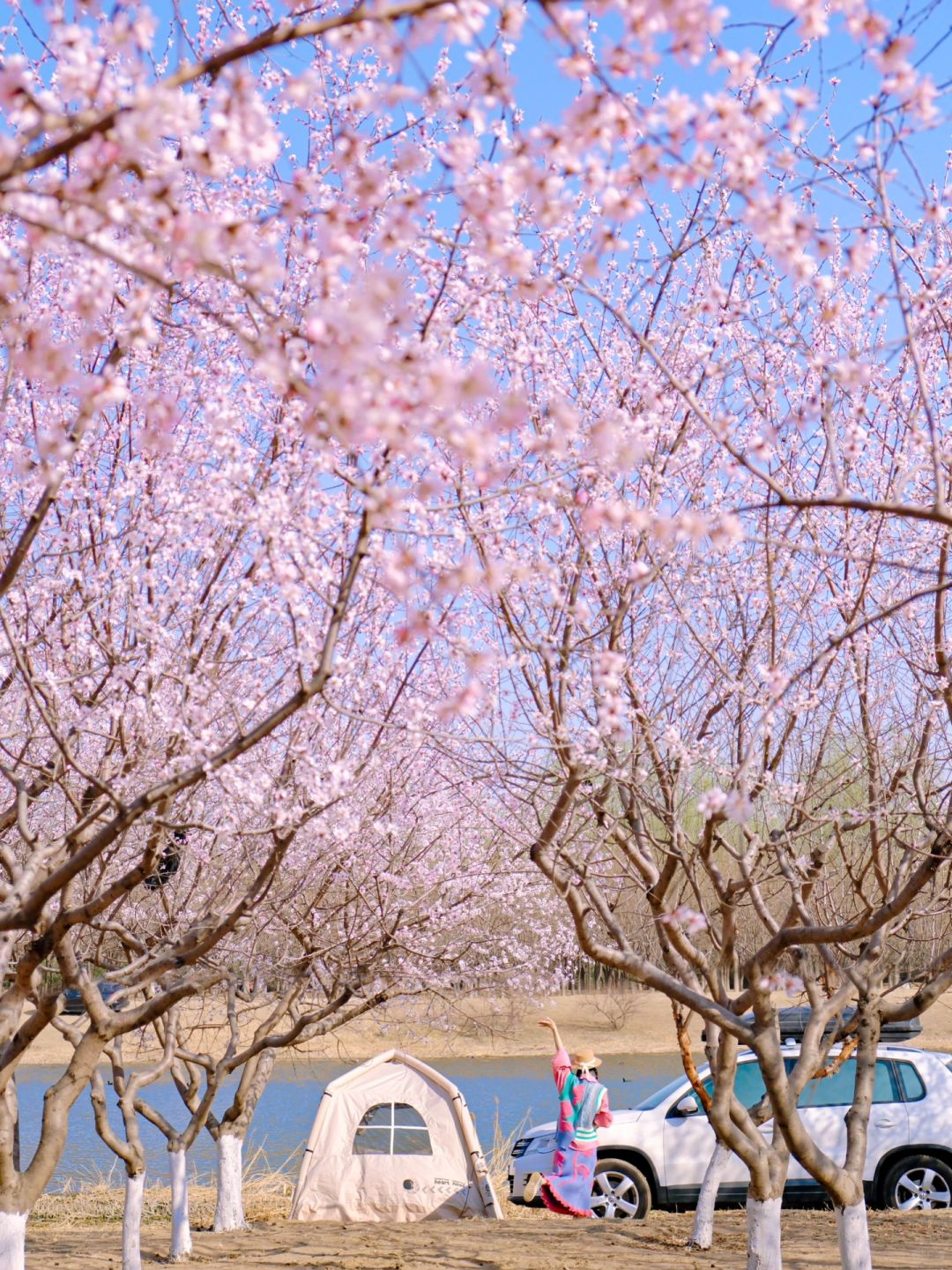 3.22实拍📷车可开水边超大桃花林免费露营❗️