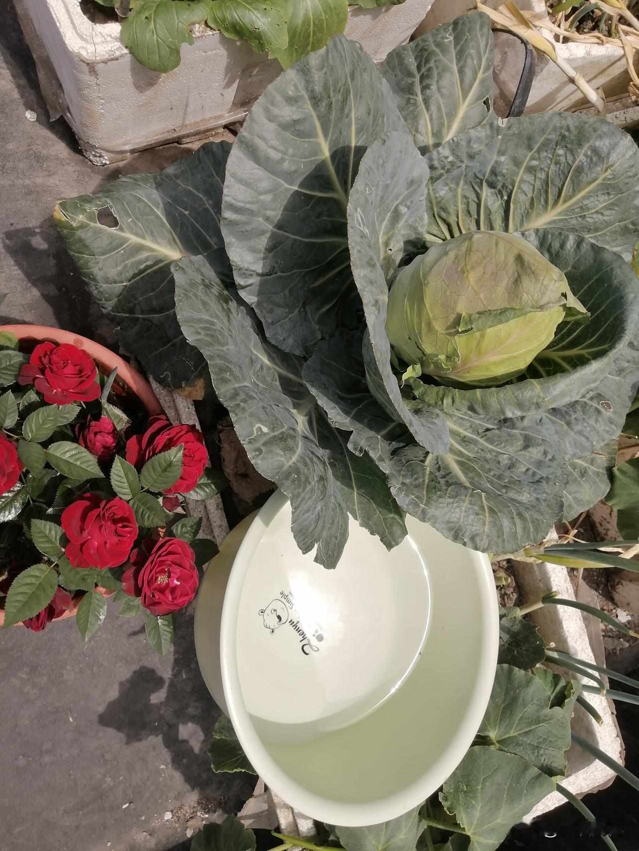 看看我泡沫箱里种的菜，长得比脸盆还大，没想到寸土寸金的上海也有自己的菜园，虽然只