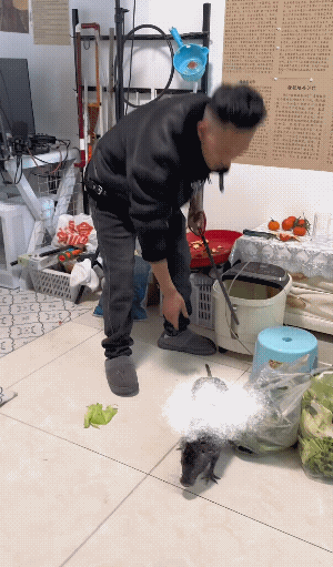 请南方的朋友回答一下，南方的耗子真的有这么生猛吗？感觉长度接近1米了。
作为北方