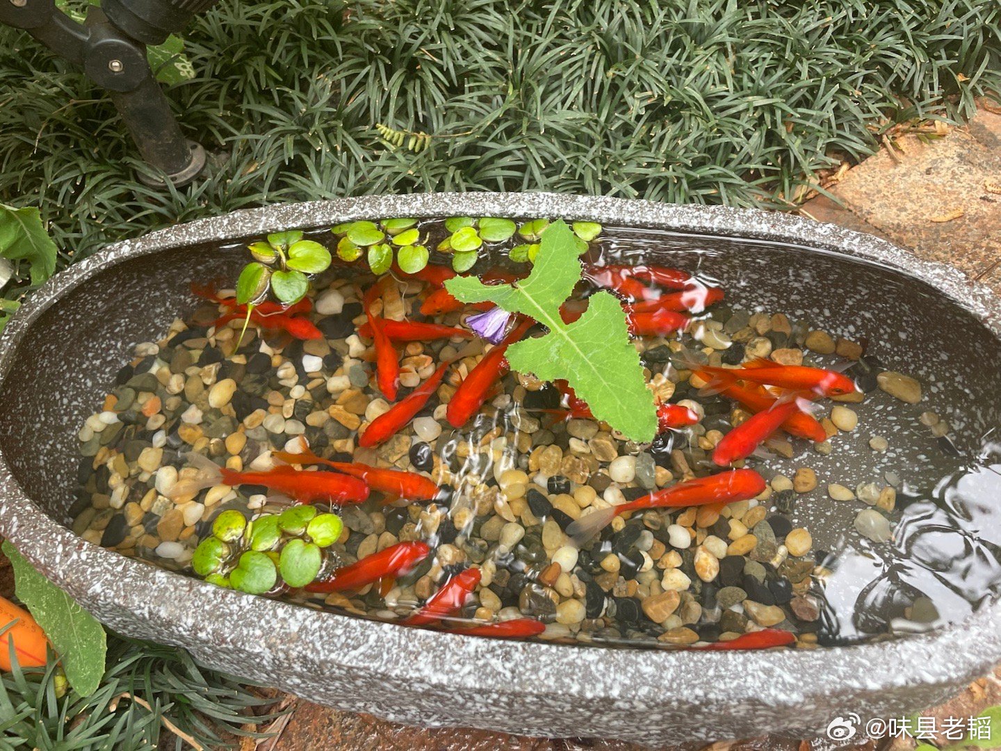 年纪到了，品茗焚香、阅读养生、种花养鱼的基因被唤醒了 曲靖