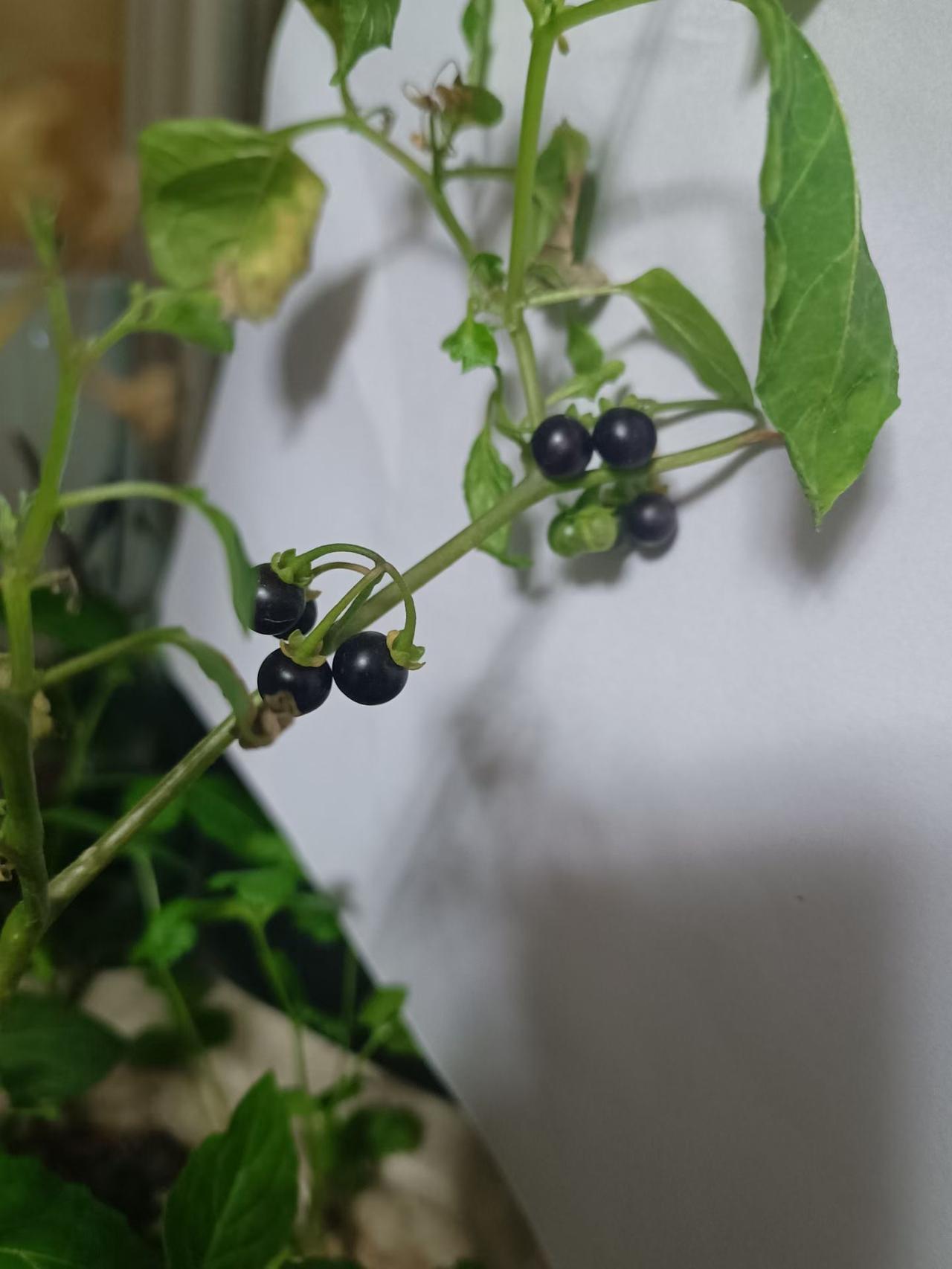 同学小乔发朋友圈，移植在花盆里的“天天”熟了。
对于它想必70后和80后不会陌生