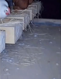 黄鼠狼半夜摸进鸡窝，哪知窝里住着狸花猫，这下有好戏看了！