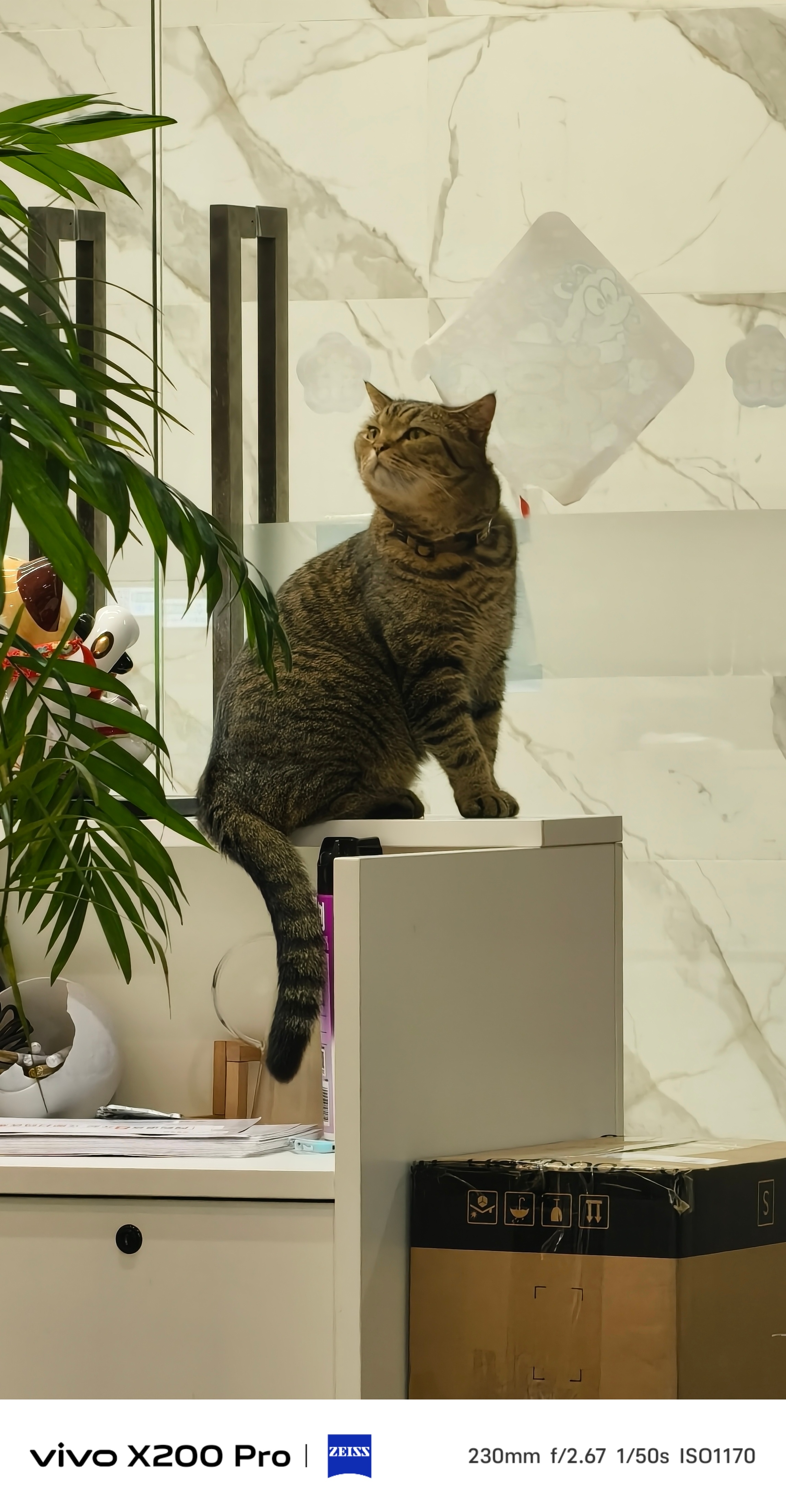 你别说这小猫咪还有点大王风范