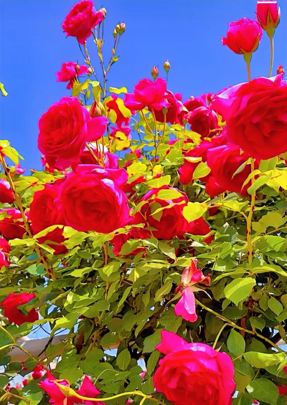 #上联:轻风吹绿叶，请对下联#暮雨润红花