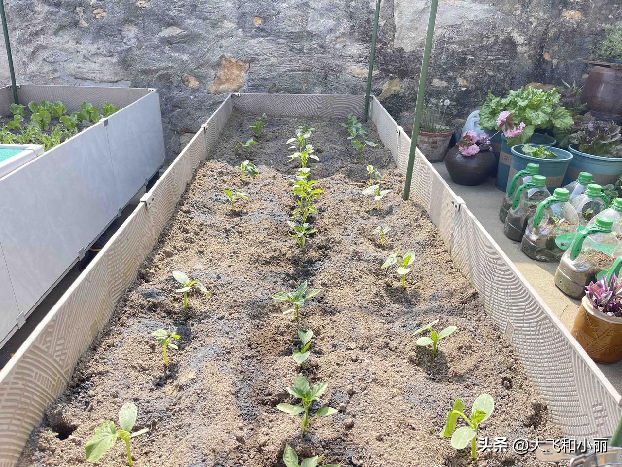 我的种的菜，新苗破土而出，阳光里全是鲜活的田园气息。