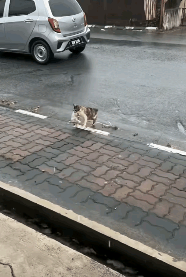 这只猫咪的行为非常的奇怪，为什么要把自己的孩子丢进水沟里？没有看完这个视频，也许