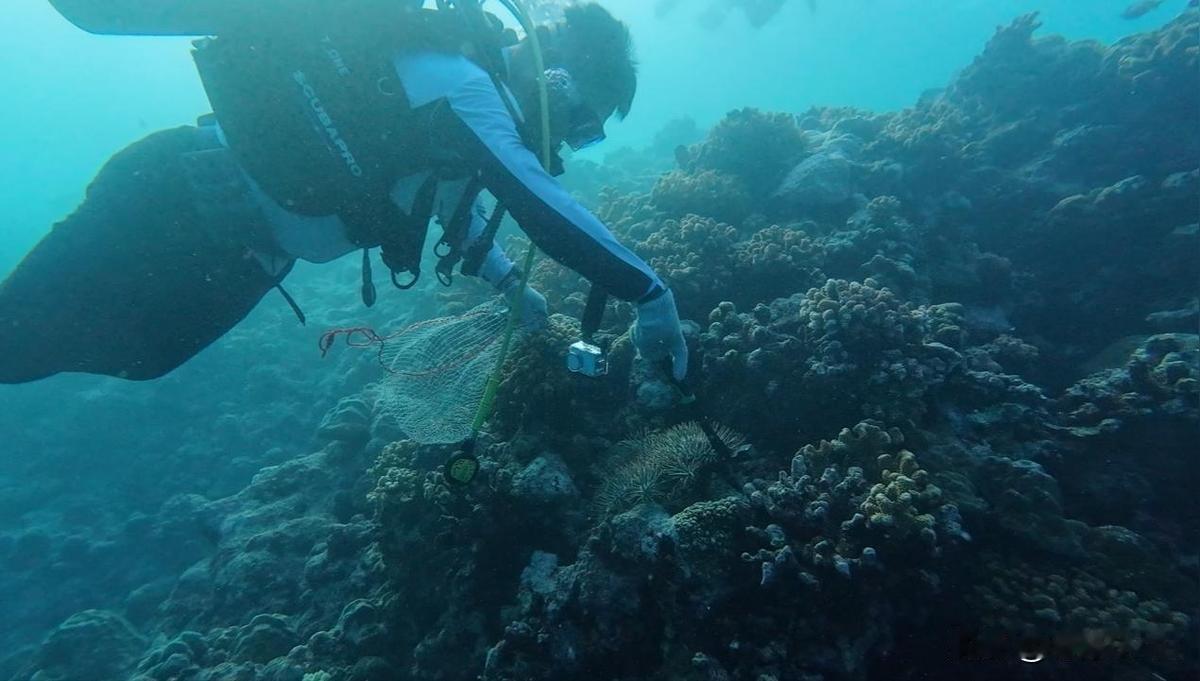2026年5月20日，中国科学院南海海洋研究所牵头在黄岩岛海域搭建了漂浮式原位采