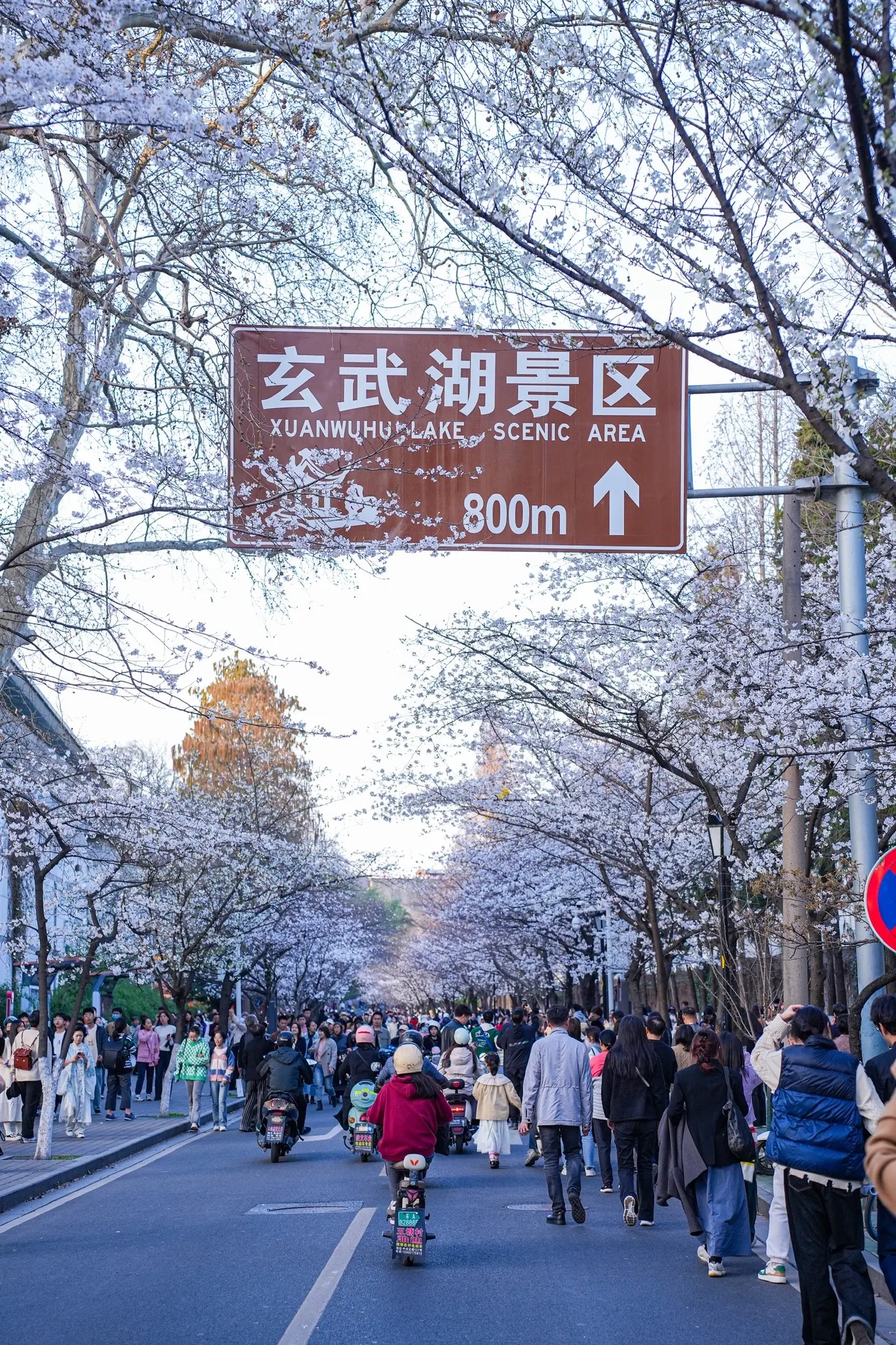 3.21鸡鸣寺樱花实况🌸樱花终于开啦。鸡鸣寺的樱花终于来啦‼️南京樱花顶流终于回归了。
不过周末要下3天雨，以往年的经验，一场雨之后花瓣会被打掉不少。
推荐今天赶紧冲‼️大概开了50%-60%的花了。
昨天去人不多，还没有封路分流，最后附上几张人流照片大家参考。 
对了，外地来的小伙伴注意了⚠️鸡鸣寺赏樱花不用进鸡鸣寺里面哦～ 
.
📍鸡鸣寺
🚇地铁3号线鸡鸣寺5号口出来跟着人流走 