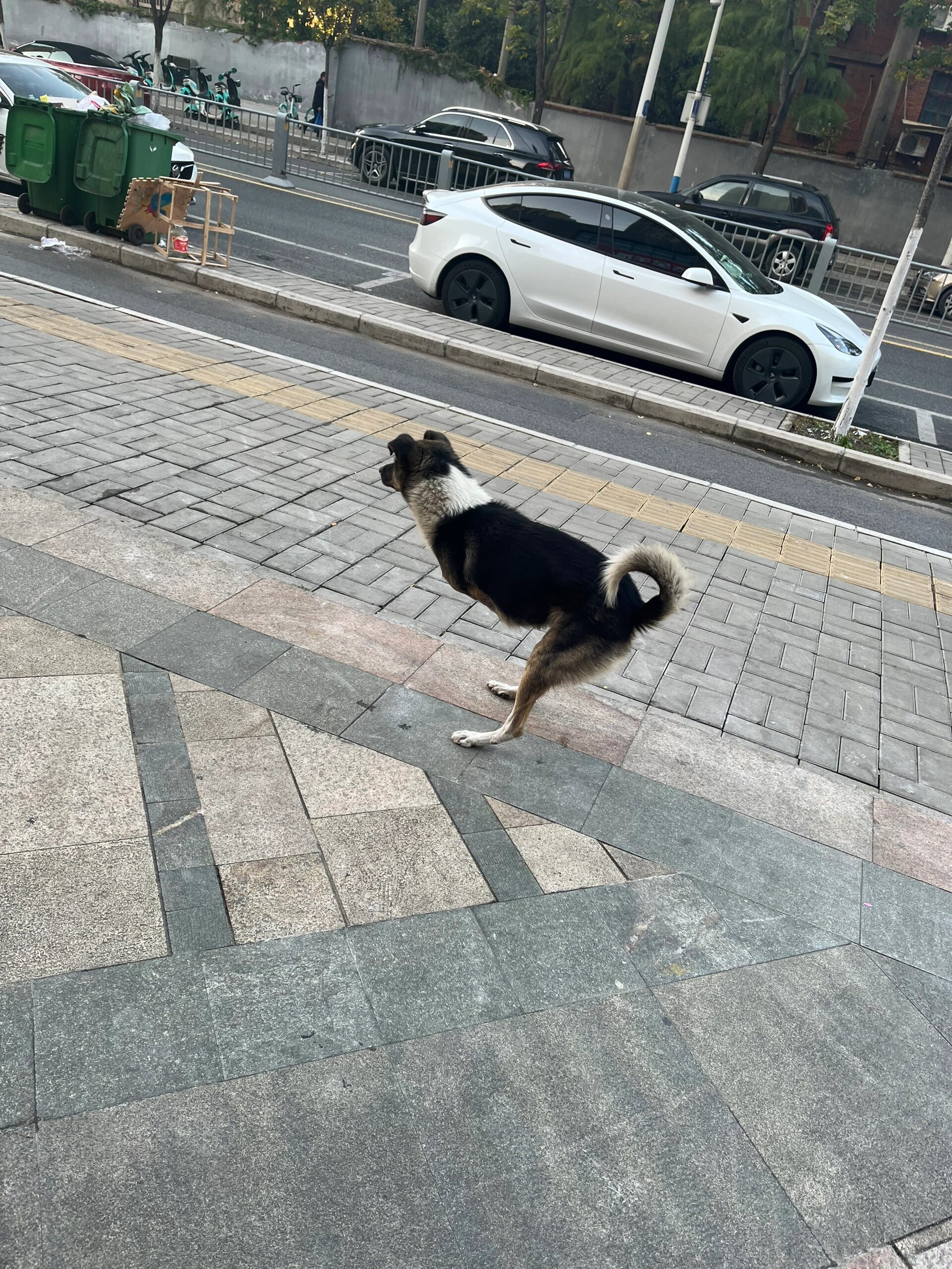 真的很佩服狗狗的生命力 ​​​