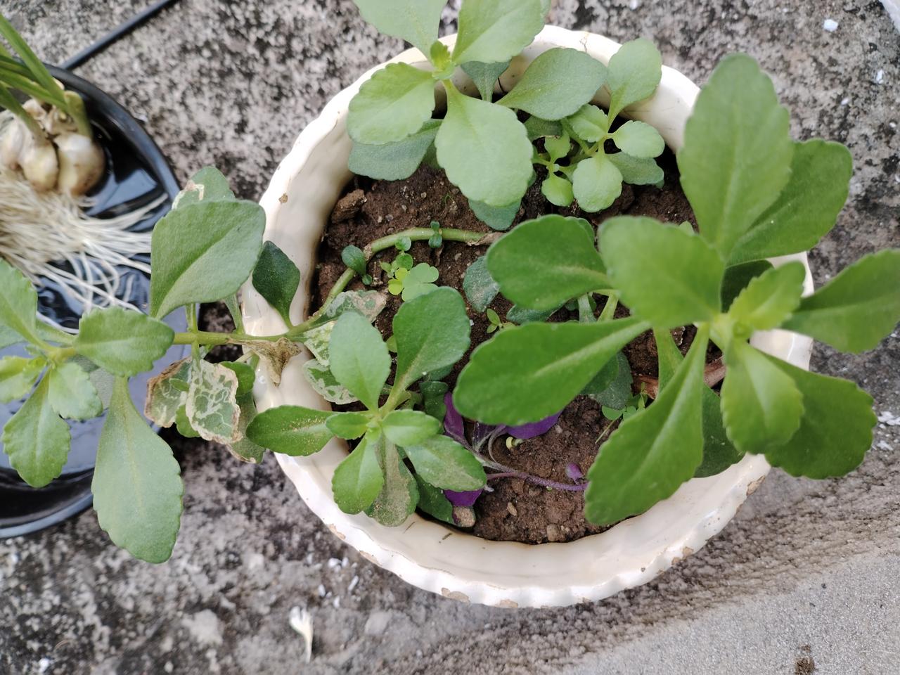 元江休养的日子