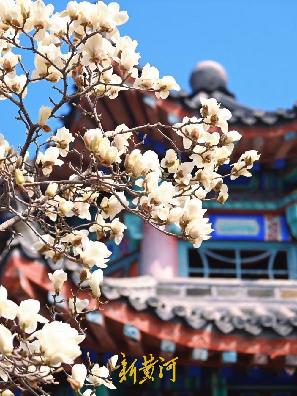 已进入最佳观赏期，大明湖得月亭白玉兰怒放！阳春三月，正是玉兰花盛开的季节。3月1