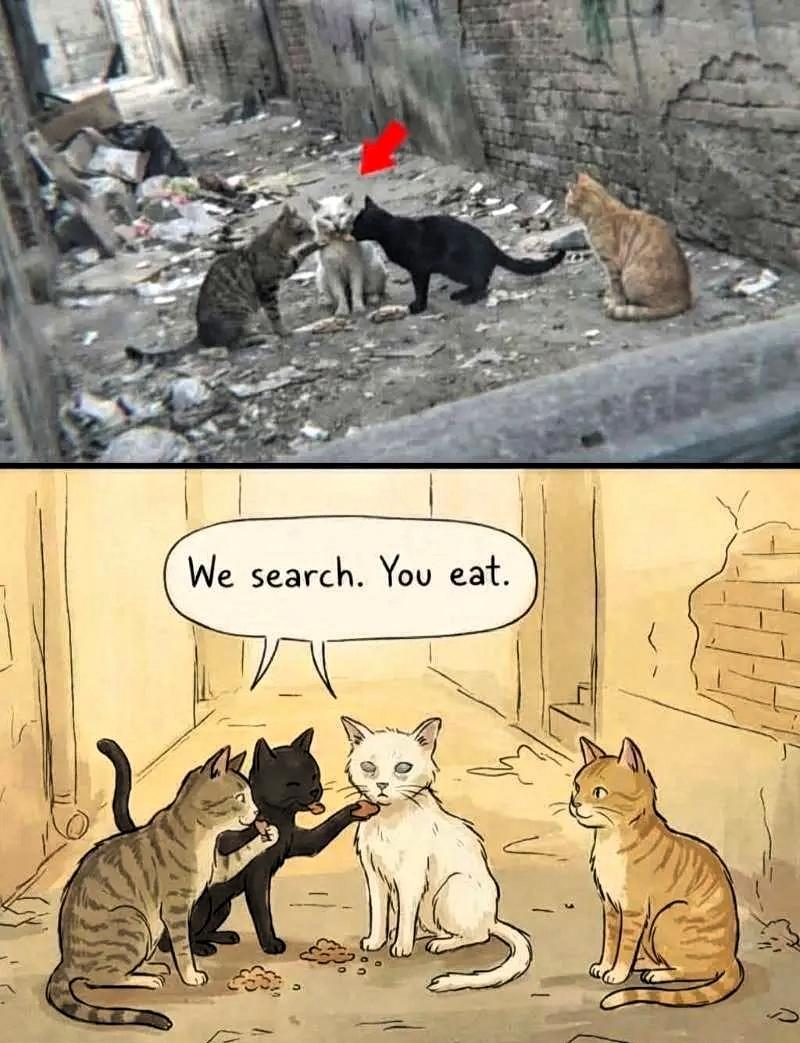 它们选择了善意。
一位游客在南亚旅行时，于一条僻静小巷拍下的画面，没有跌宕的情节