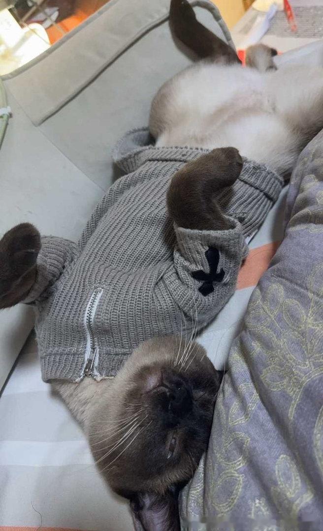晚安逼罗