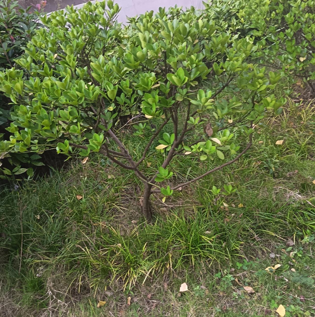 旁边的草虽然有点杂，但黄绿交错着，倒也有点野趣。平时路过总瞅两眼，看着这鲜活的绿