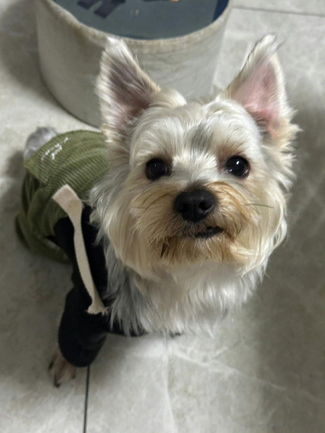 钎城立春晒照钎城立春晒巧克力 钎城立春营业啦！就是头顶怎么尖尖的 