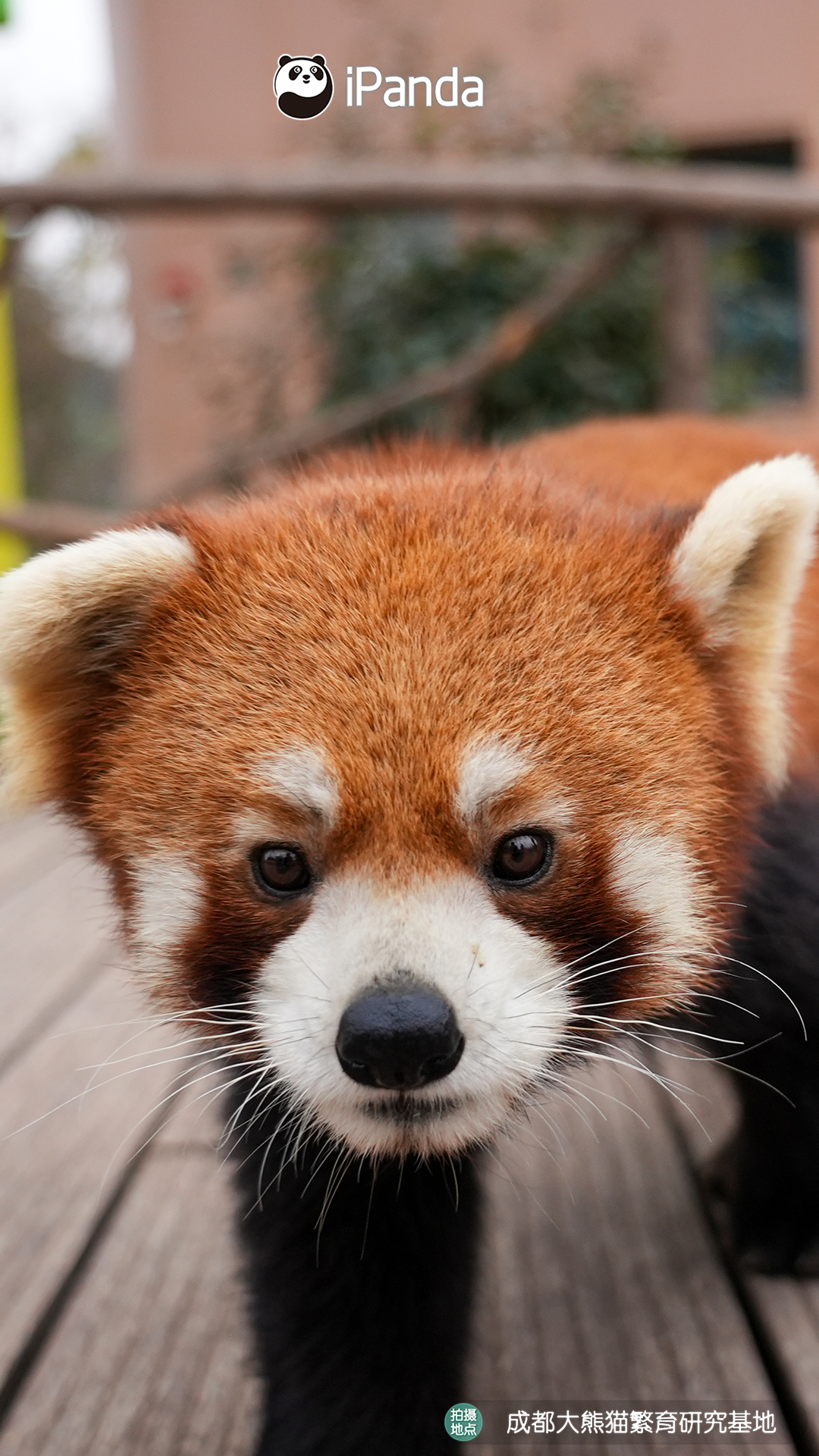 【小熊猫的治愈从早安开始 🌟】发言熊：小熊猫名熊名言：用柔软的脚步丈量生活，用