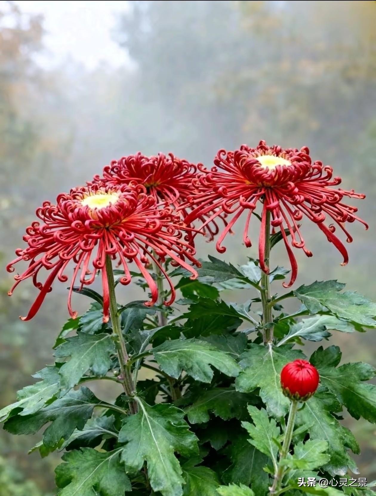 热烈红菊、清透蓝菊、缤纷彩菊各绽风姿，卷曲绵长的花瓣舒展自在，不攀比色彩，不追赶
