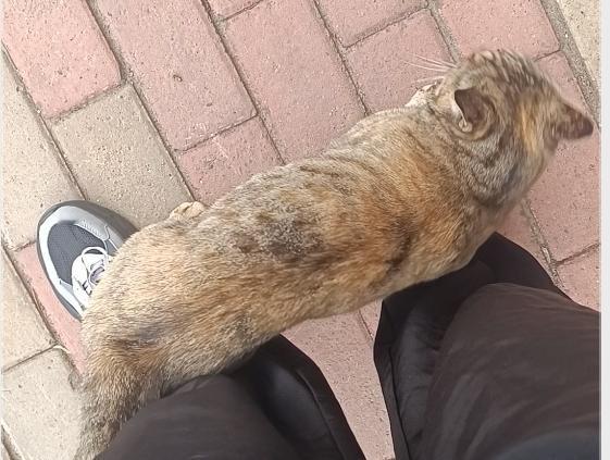 今日生活小确幸今天走路，停下来回个消息的功夫，一只猫直接冲我开嗓，边叫边朝我走来
