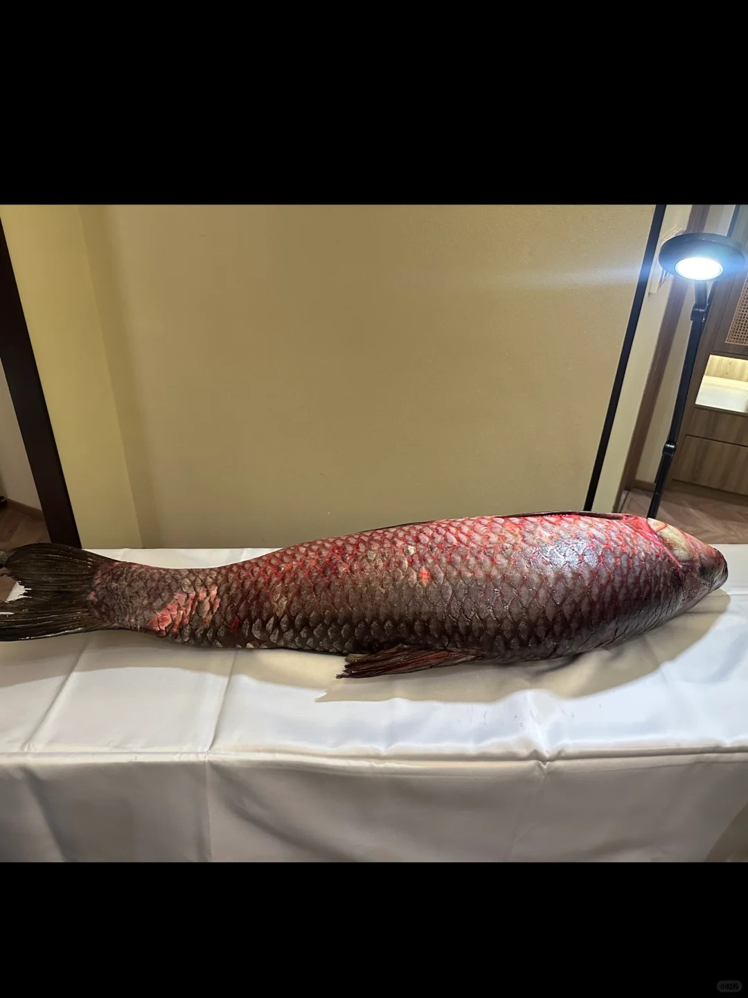 百年鱼妖…苏州人有自己的开鱼宴！首发青鱼宴