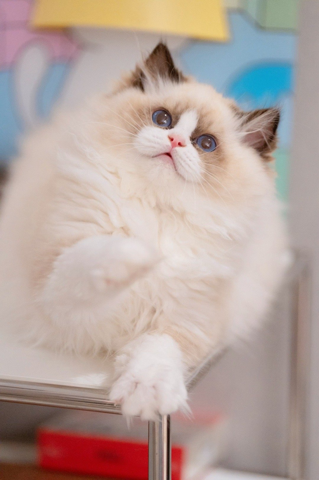 现猫找家：巧乐兹，海豹双色弟弟，宠物级，月底可去新家软～软～软～身体很软的小猫，