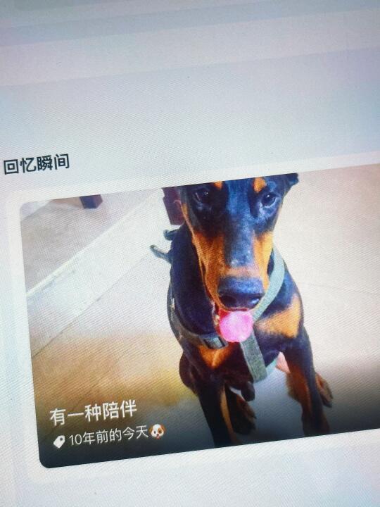 有一种回忆叫十年前的今天，想你了，我的小狗