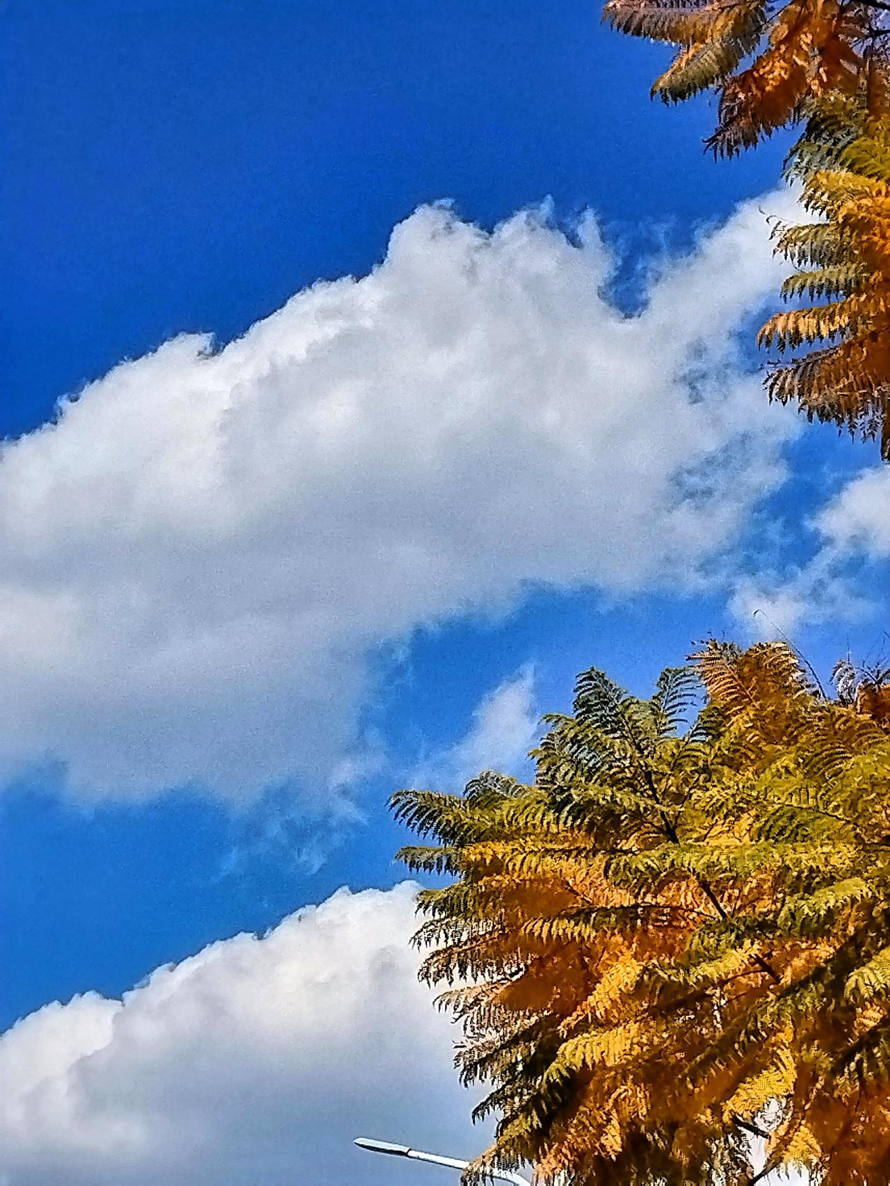 我忍不住停下脚步，弯腰拾起一片落叶。它的纹理清晰可见，像是岁月精心雕刻的痕迹。我