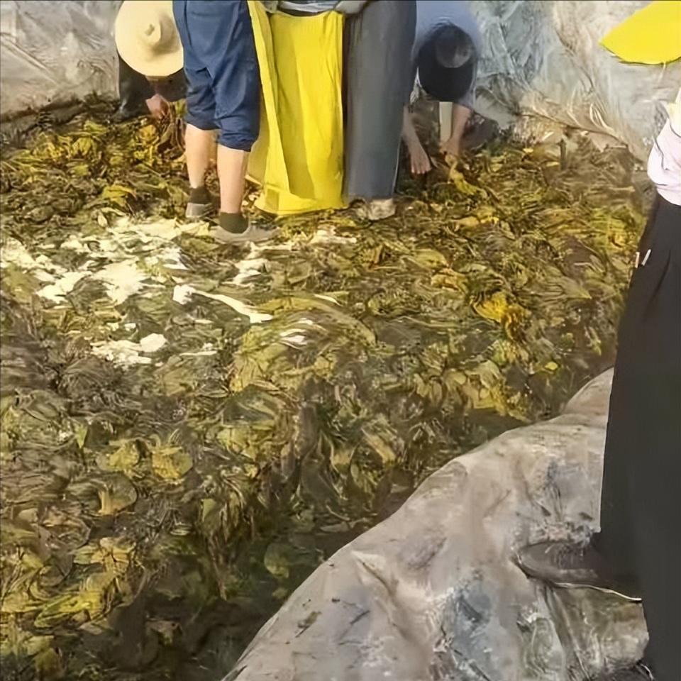 老坛酸菜，
你别仗着我对你的偏爱，就如此肆无忌惮。

虽然你这款确实好吃，我最喜