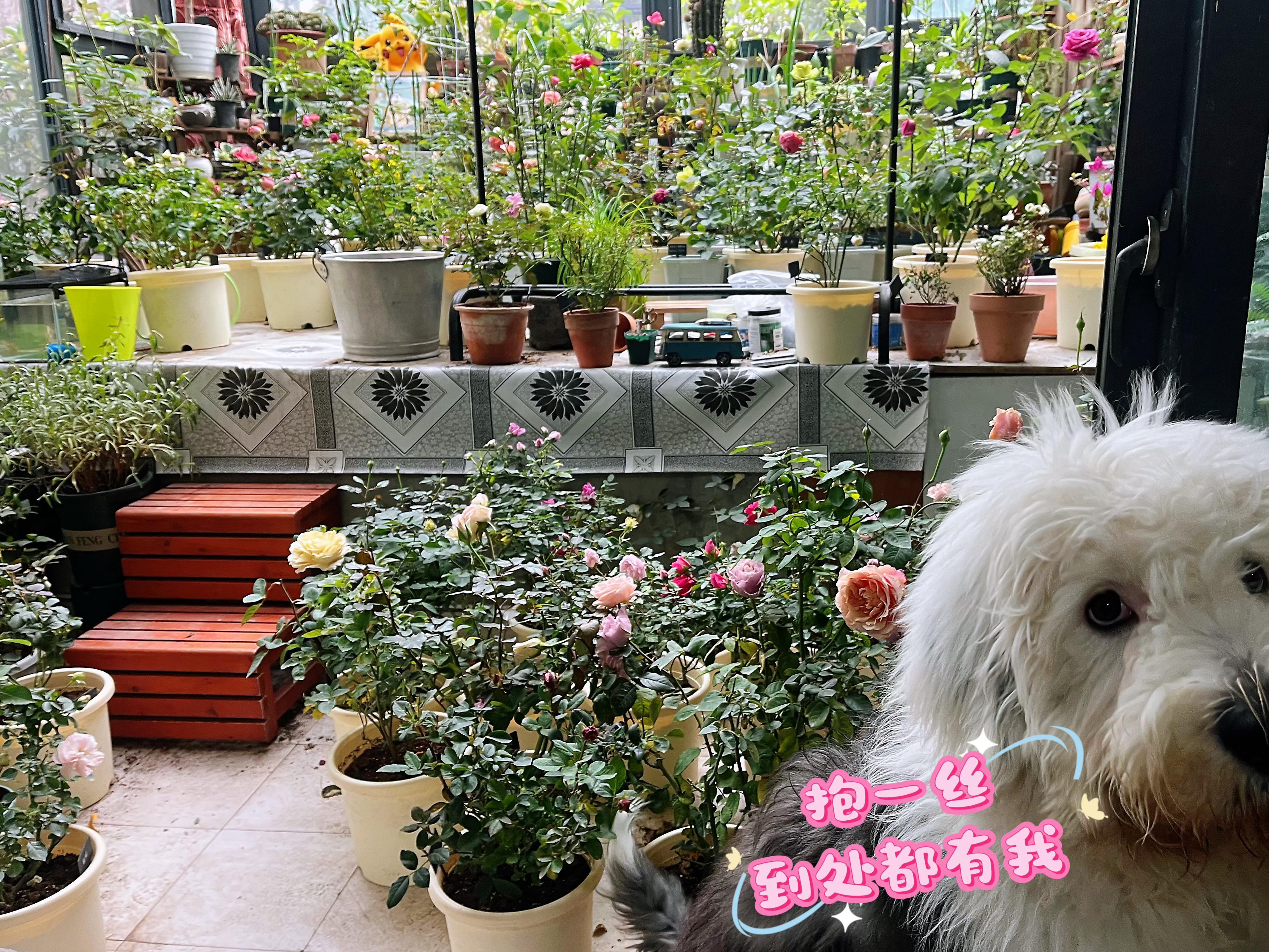 以撒一号小花园，目前还开花的都在这里了[666][666] 
