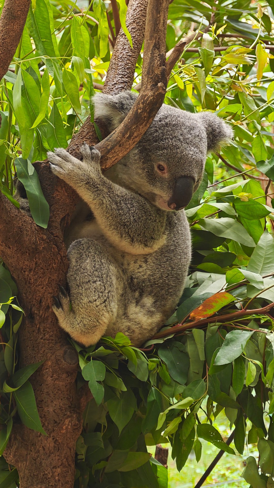 也是体验了国内动物世界的天花板——广州长隆，动物品类很丰富，没来过的还是得跑一趟