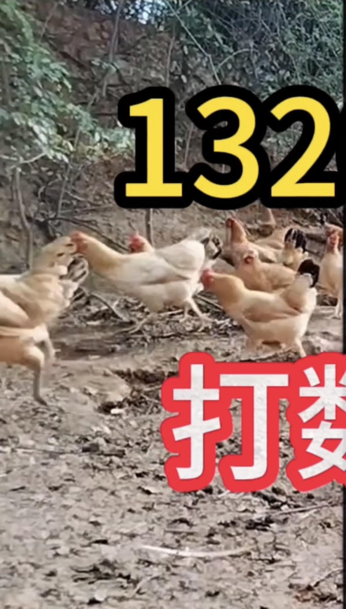 科学养鸡小妙招抖音养鸡人抖音三农热点 鸡病防治 服务三农支持三农