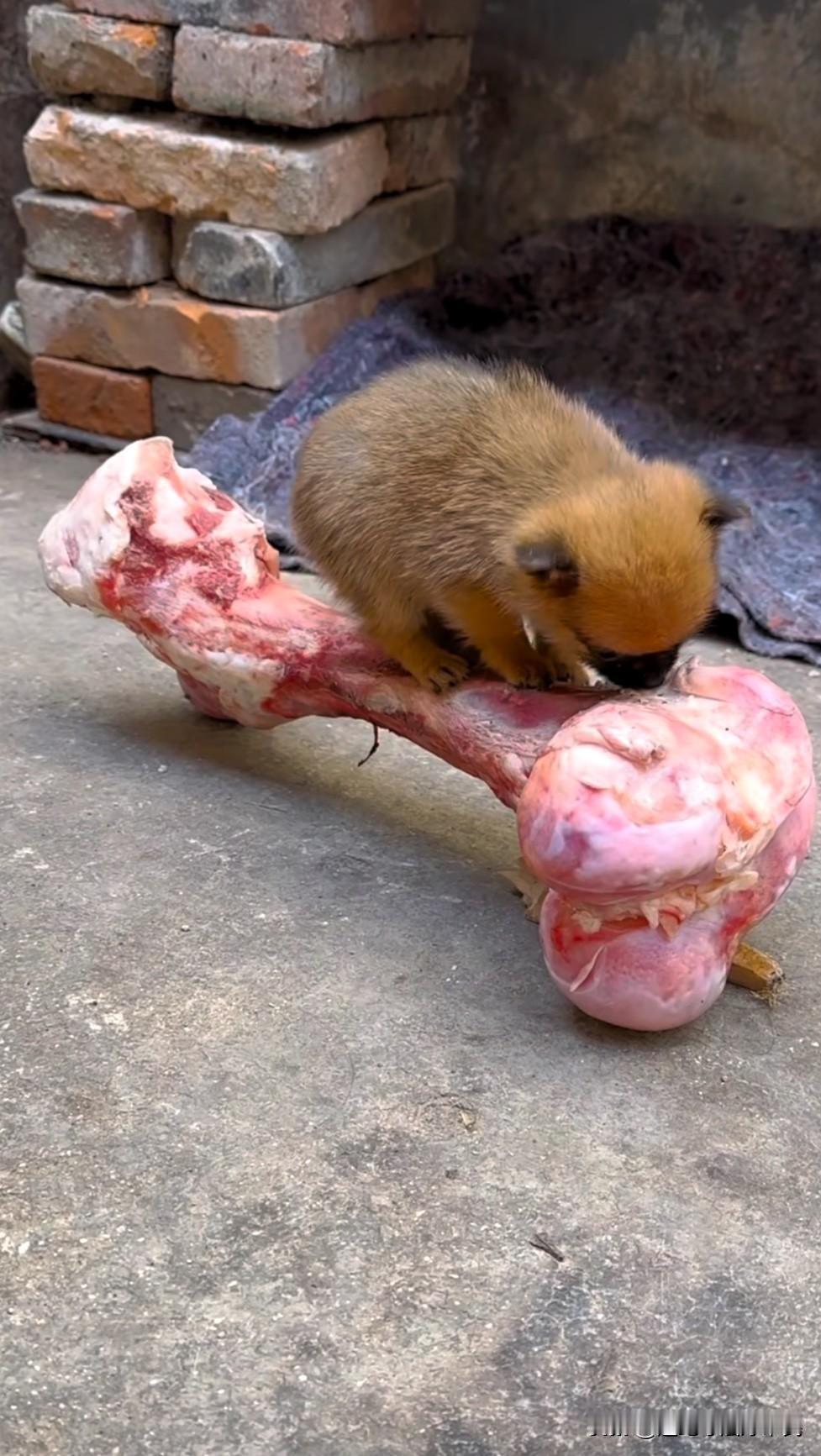 这小狗的狗生充盈了吧！