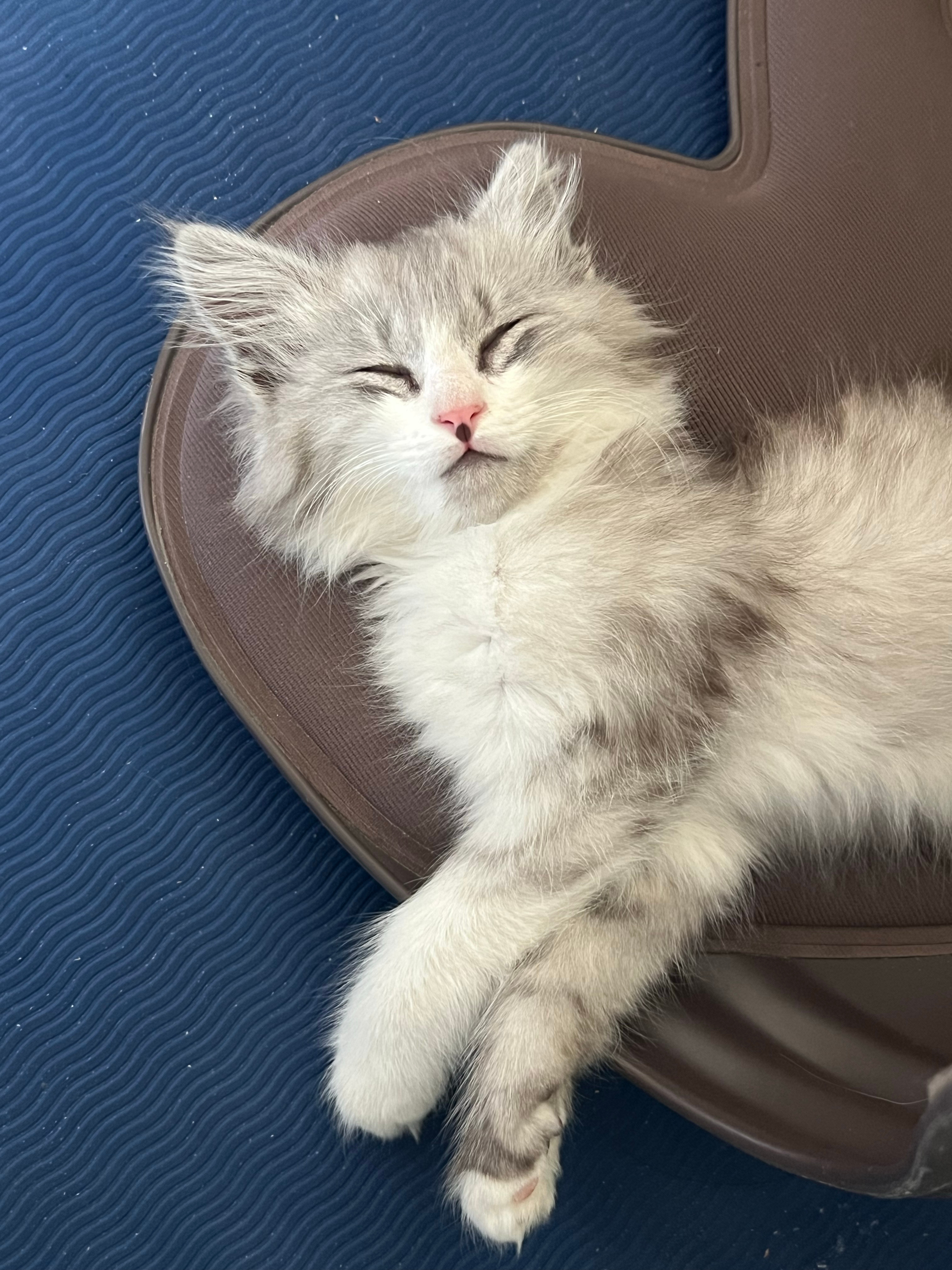 昨天上班遇到点破事加班到家特别晚，猫调皮打碎了新买的花还乱尿被我揍了一顿，现在又