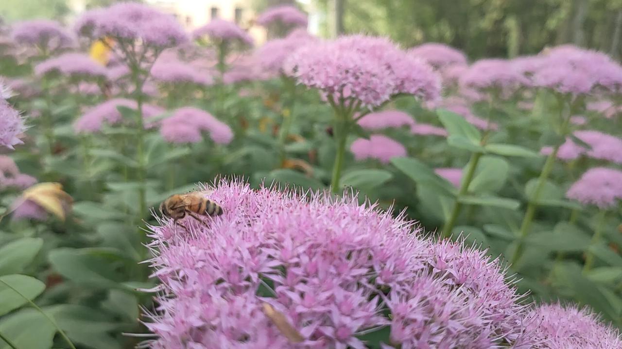 #上联:秋雨无心敲落叶。请对下联#
 春风有意唤繁花。