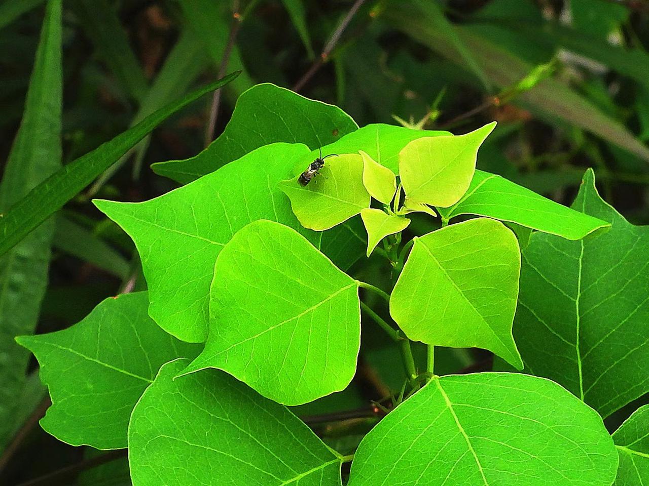 膜翅目茧蜂科绒茧蜂属昆虫，极纤小，成虫体长2.6-3.0毫米。

菜粉蝶绒茧蜂是