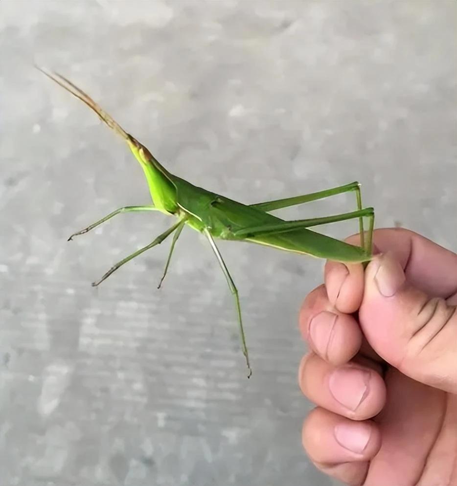 这种昆虫除了叫蚂蚱和蝗虫外，我相信再也找不出其他的叫法了？百分之九十九都应该叫蚂